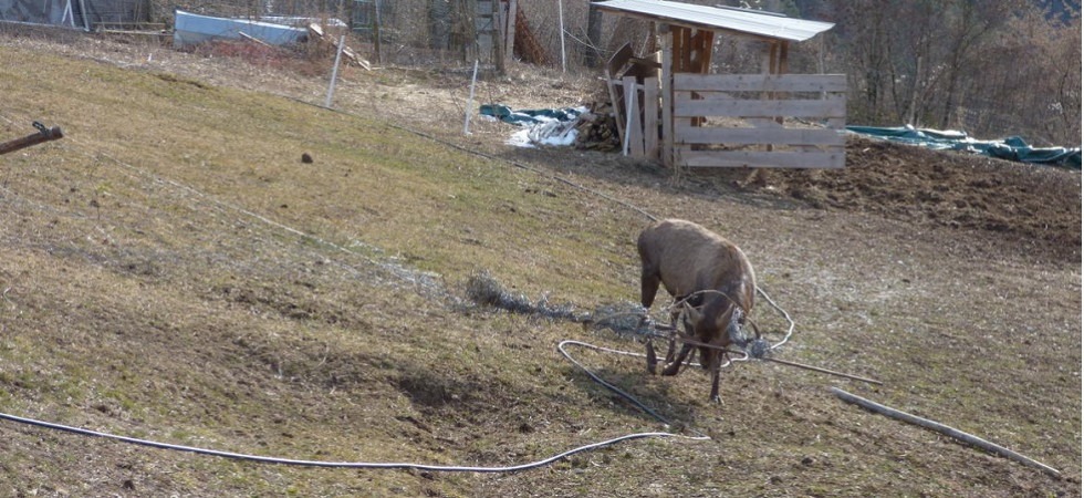 Un cervo resta intrappolato in una rete metallica, salvato e liberato dai forestali